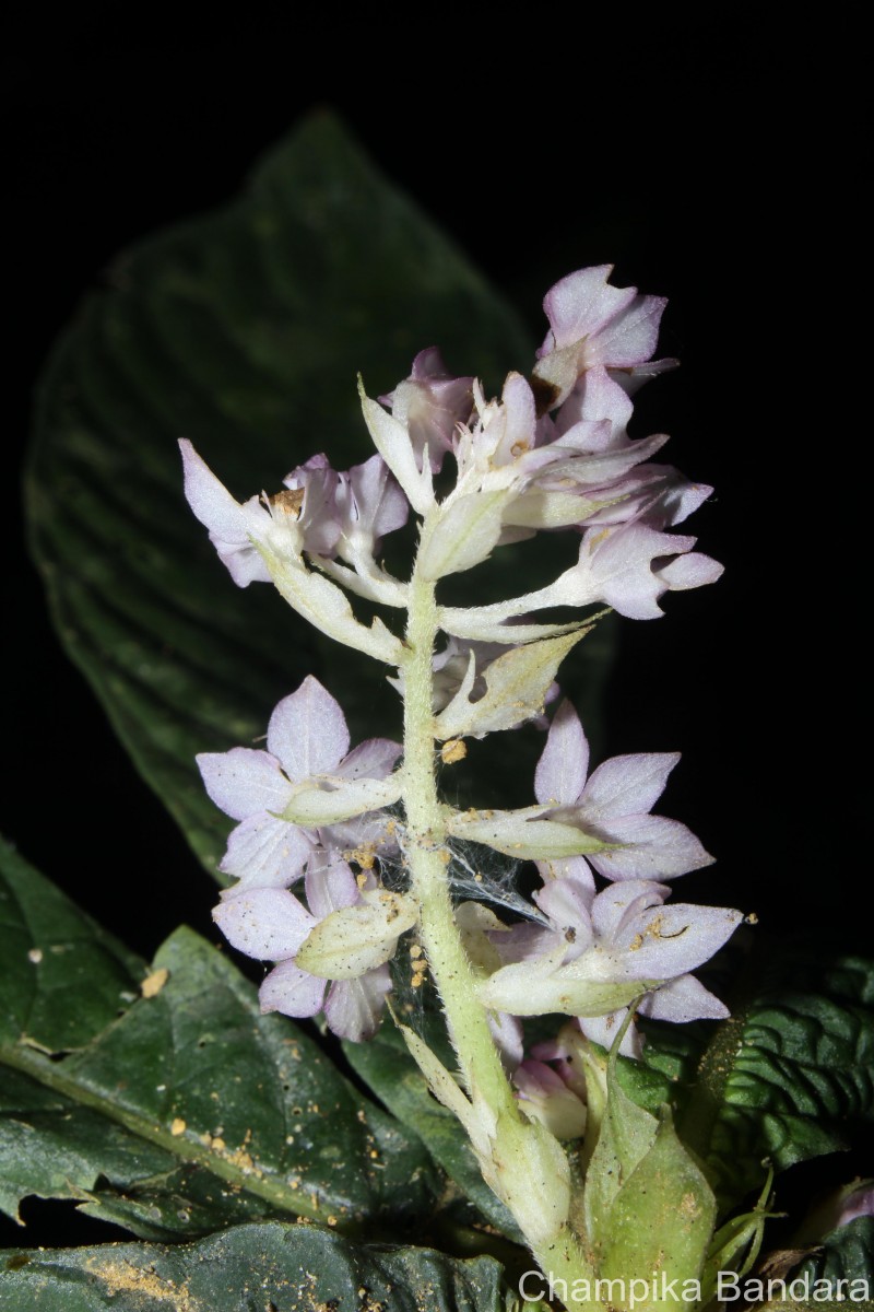 Neurocalyx calycinus (R.Br. ex Benn.) B.L.Rob.